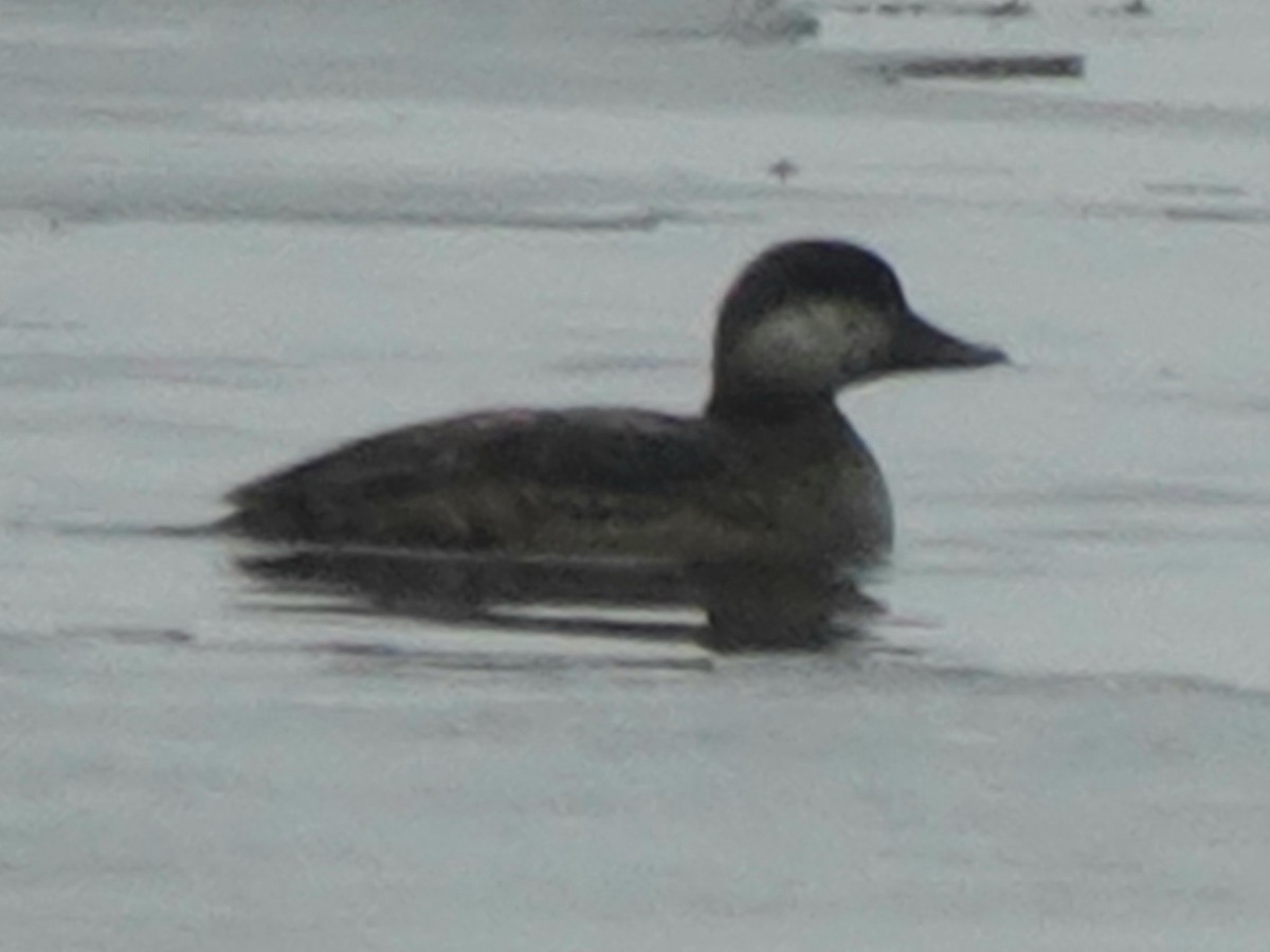 Black Scoter - ML631669716