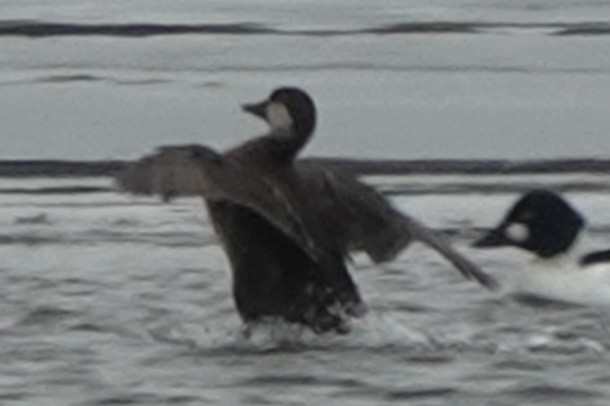 Black Scoter - ML631669717
