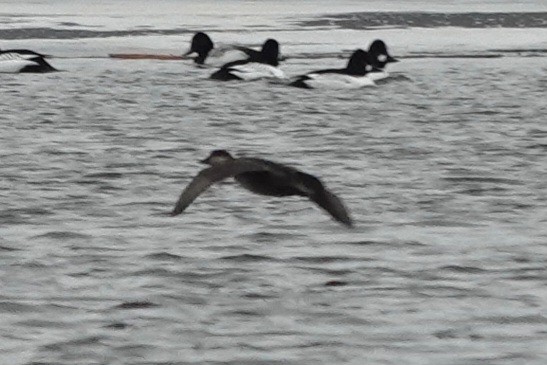 Black Scoter - ML631669718