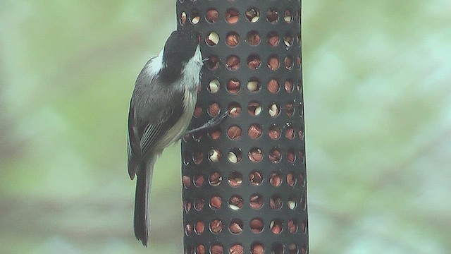 Black-capped Chickadee - ML631669752