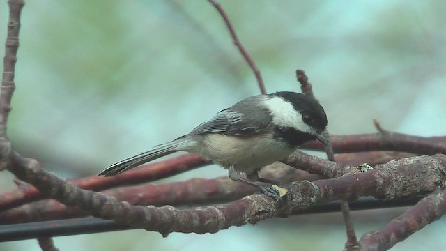 Black-capped Chickadee - ML631669757