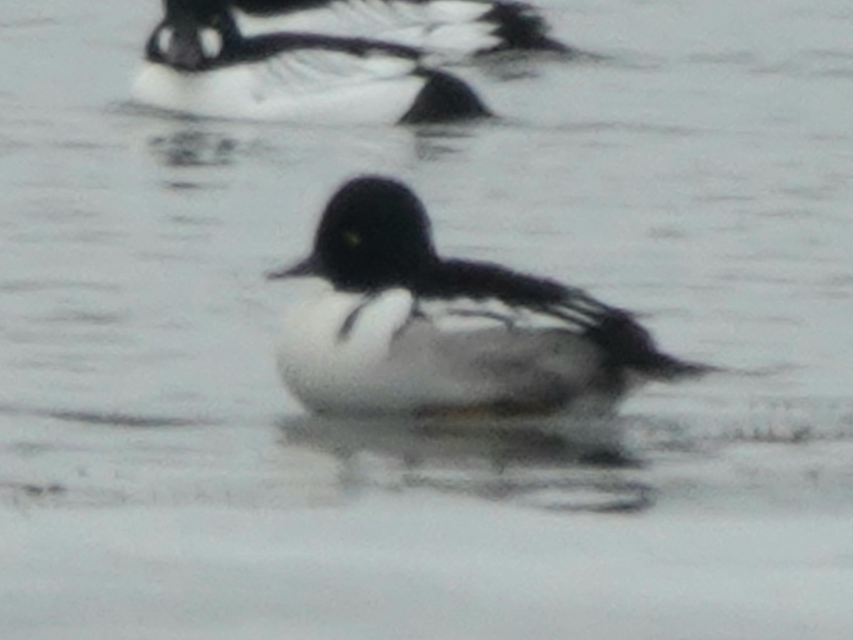 Common Goldeneye x Hooded Merganser (hybrid) - ML631669759