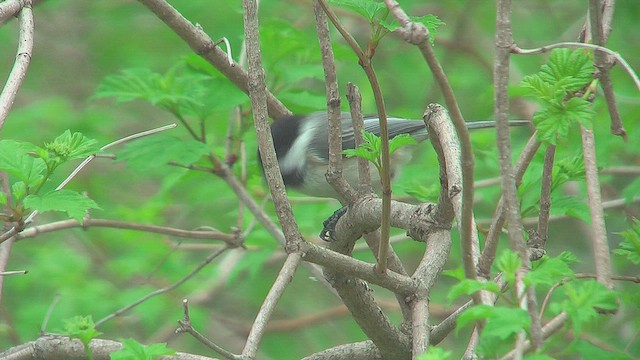 Black-capped Chickadee - ML631669766