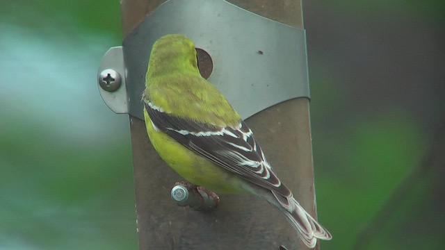 American Goldfinch - ML631669778