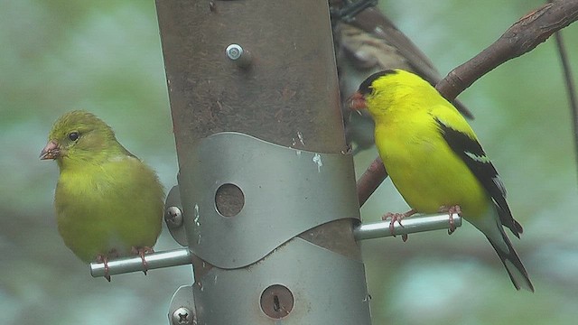 American Goldfinch - ML631669779
