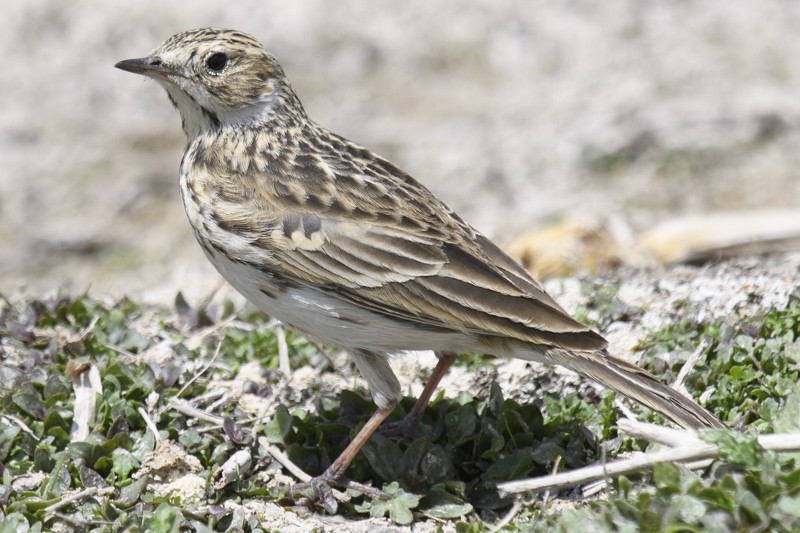 Puna Pipit - ML631669791