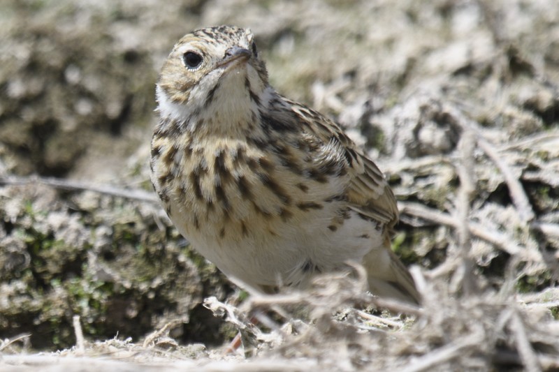 Puna Pipit - ML631669796