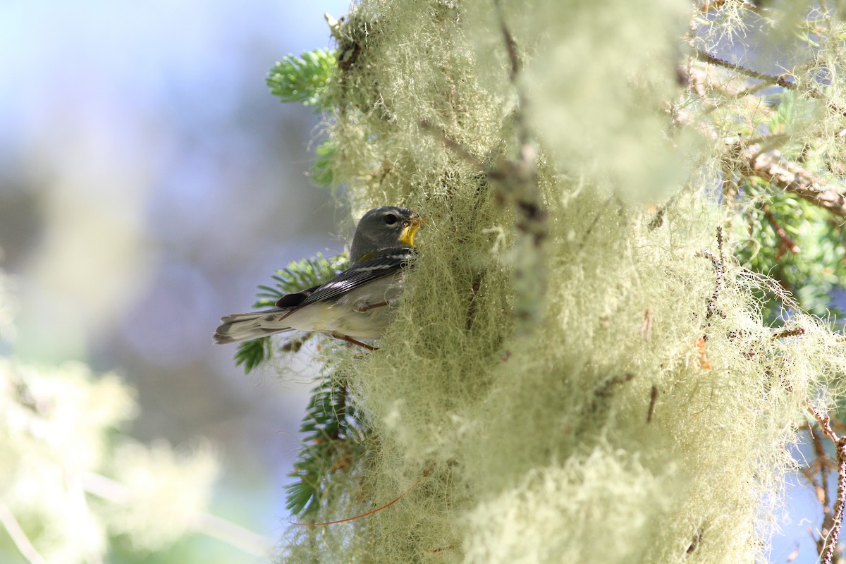 Northern Parula - Kevin McGowan