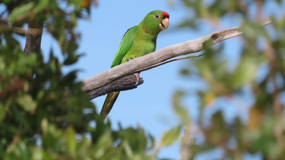 Scarlet-fronted Parakeet - ML631670147