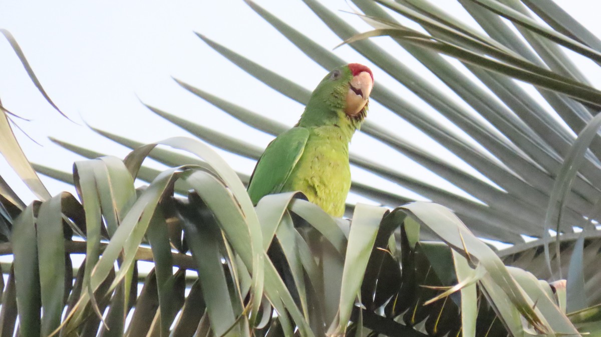 Scarlet-fronted Parakeet - ML631670149