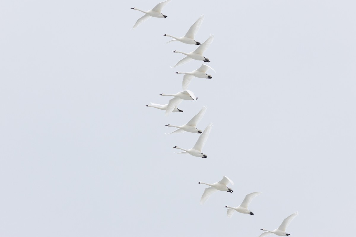 Гунгар хун - ML631670154