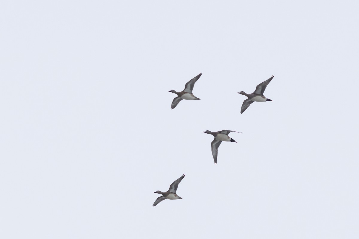 American Wigeon - ML631670168