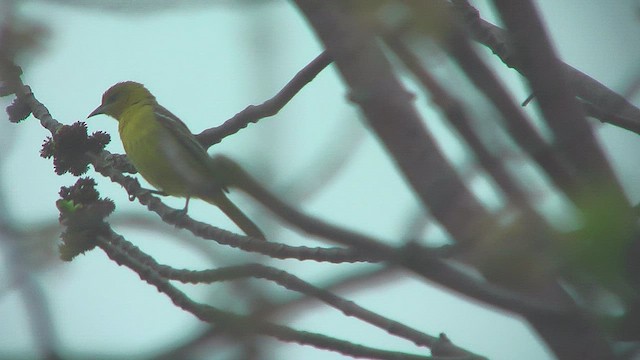 Blue-winged Warbler - ML631670305