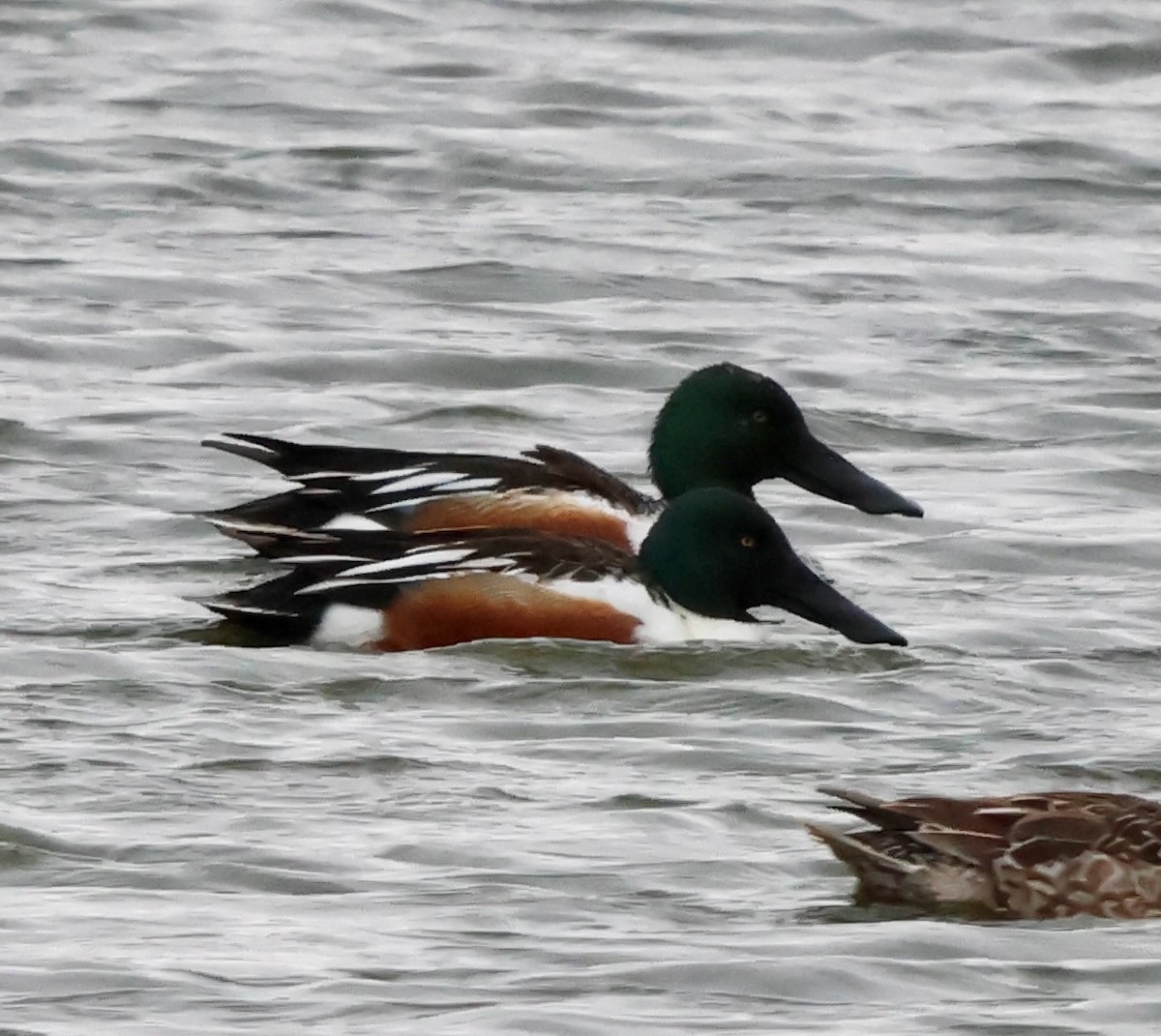 Халбага нугас - ML631670396