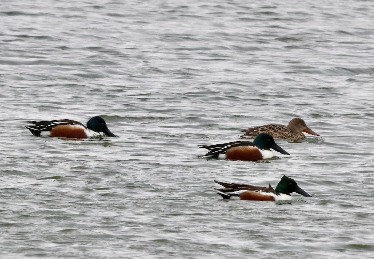 Халбага нугас - ML631670397