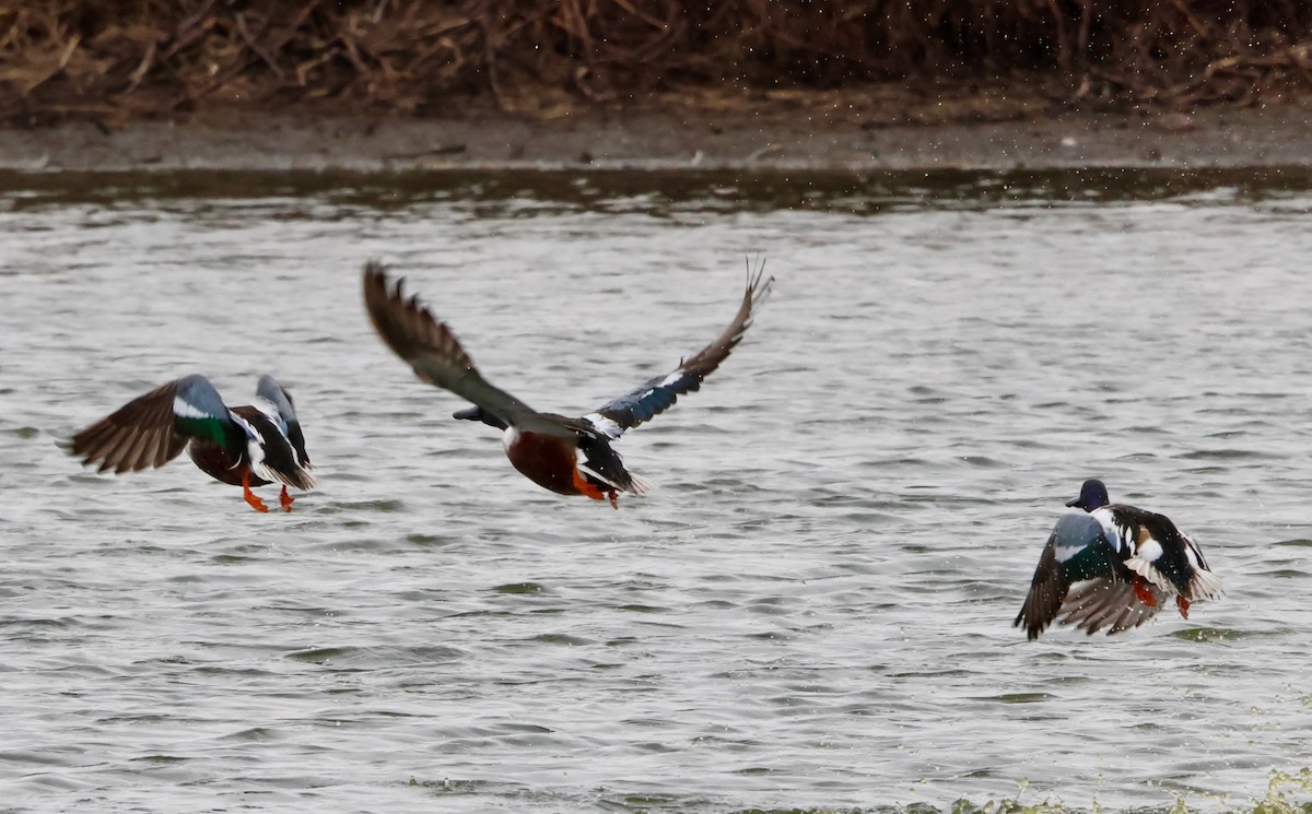 Халбага нугас - ML631670398