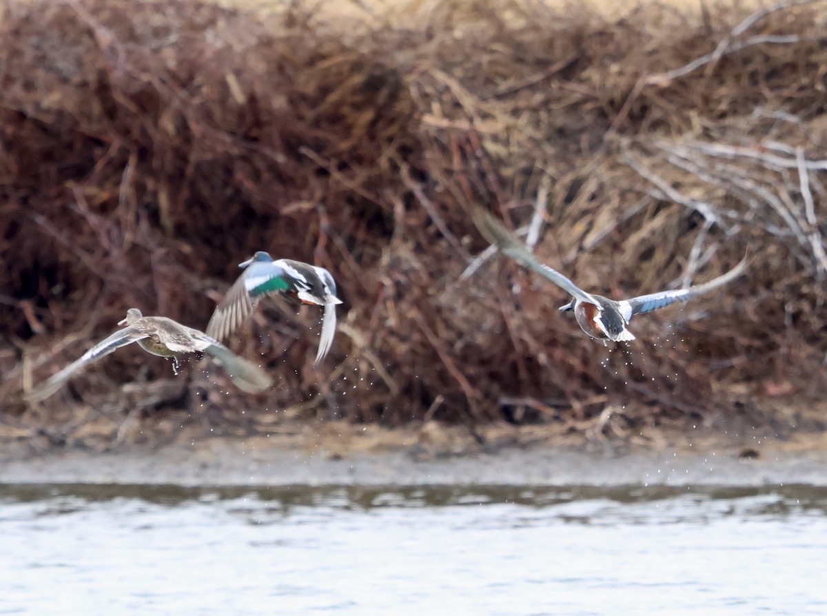 Халбага нугас - ML631670399