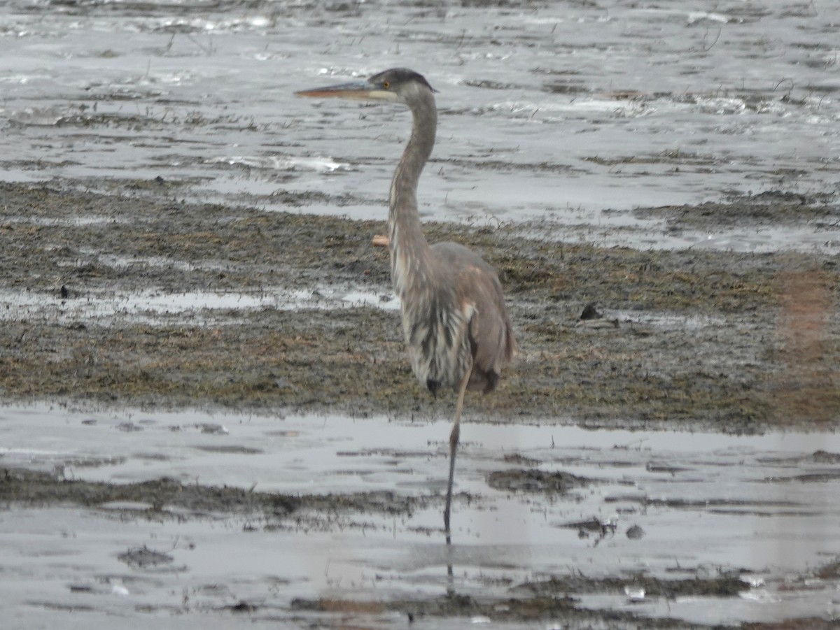 Great Blue Heron - ML631670455