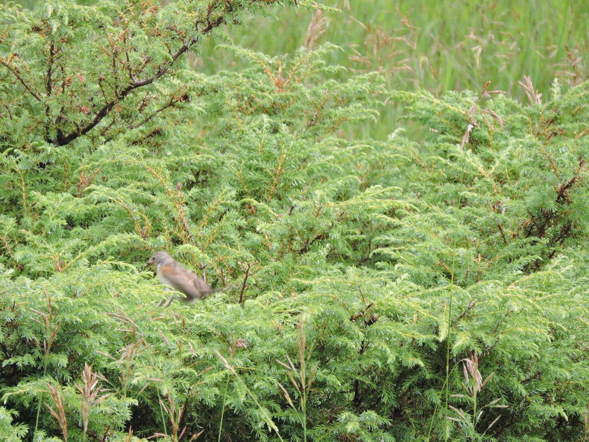 Dickcissel d'Amérique - ML63167071