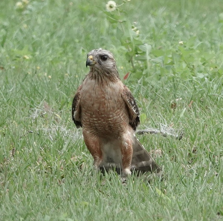 カタアカノスリ - ML631670756