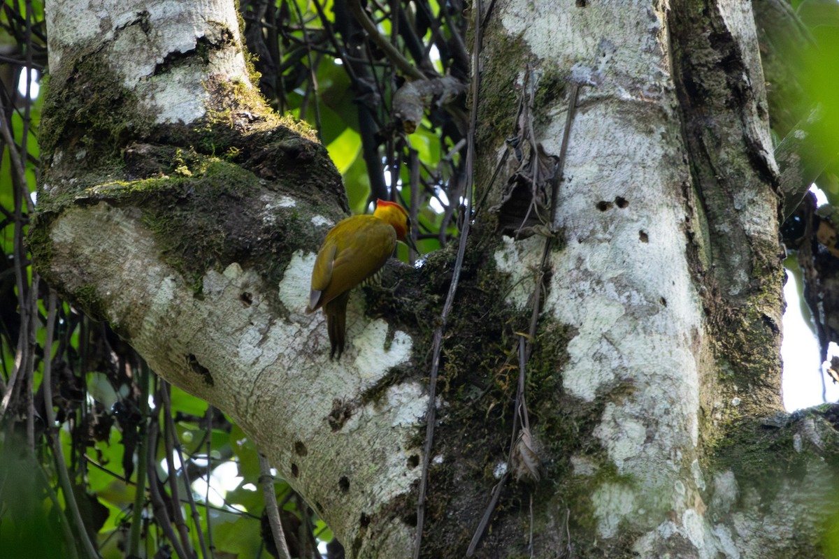 Yellow-throated Woodpecker - ML631670790