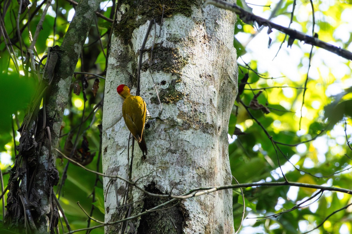 Yellow-throated Woodpecker - ML631670791