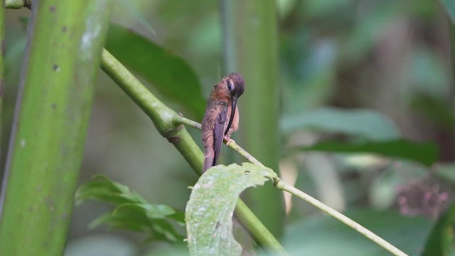 Bronzy Hermit - ML631670988