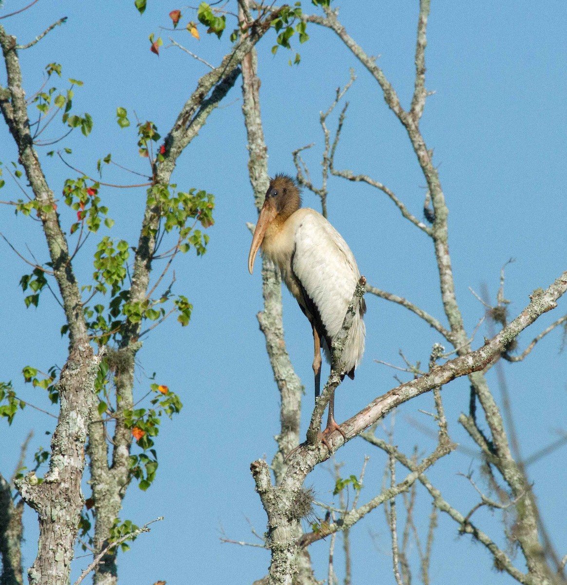 Wood Stork - ML631671174