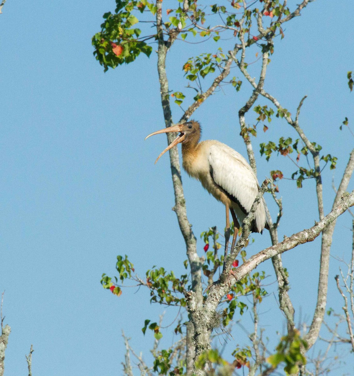 Wood Stork - ML631671182