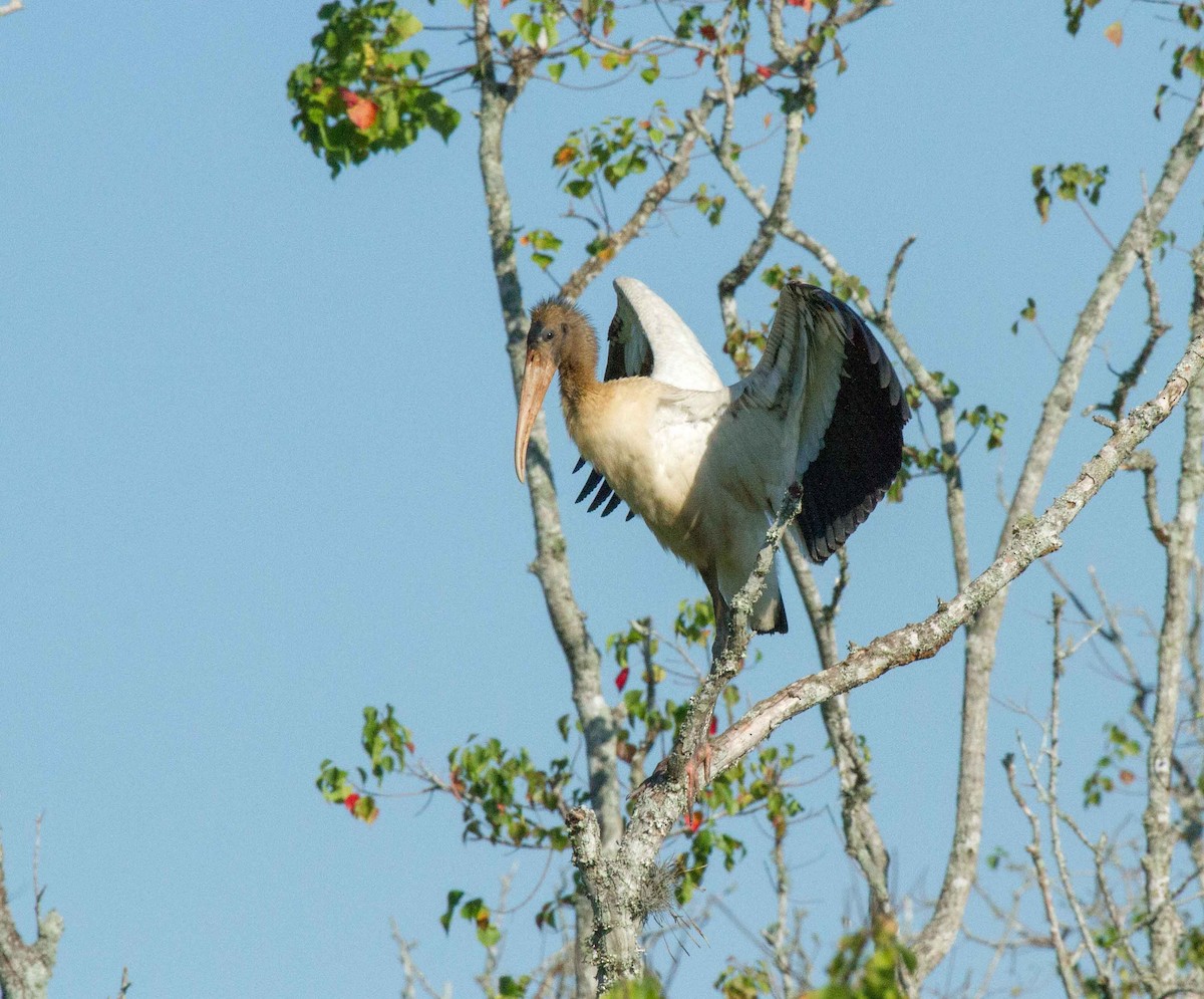 Wood Stork - ML631671186