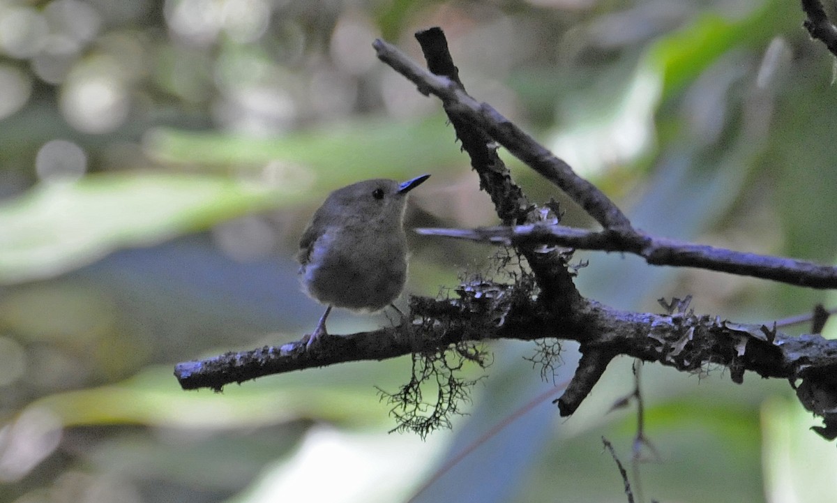 Atherton Scrubwren - ML631671261