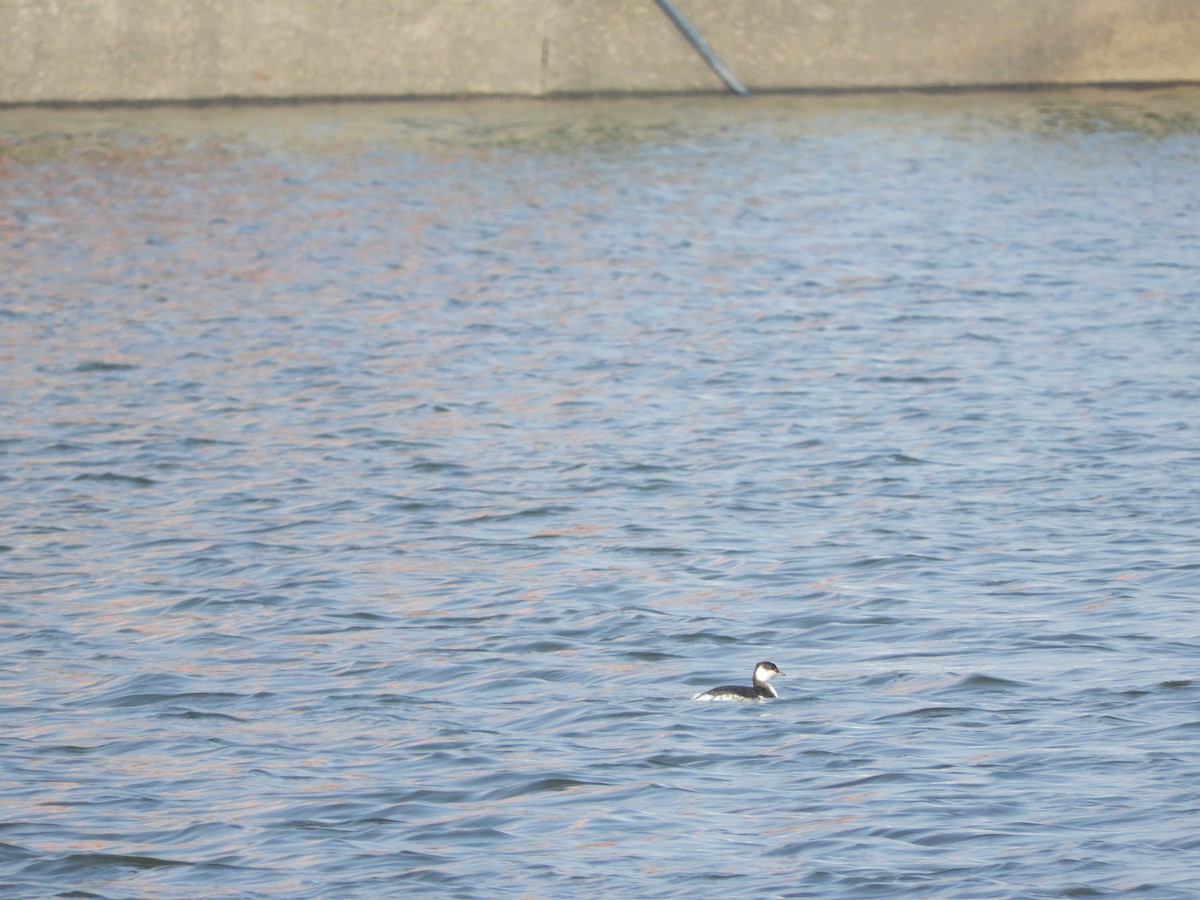 Svasso cornuto - ML631671685