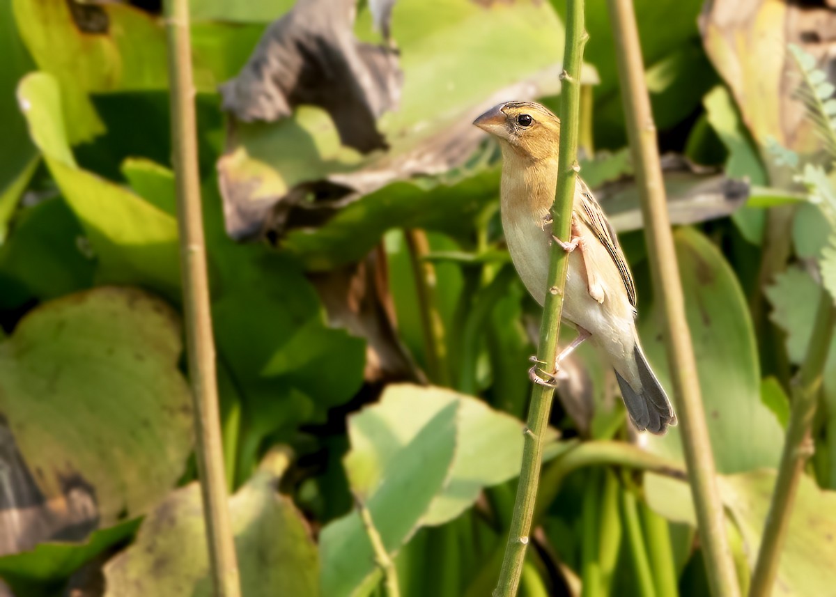 Asian Golden Weaver - ML631671814