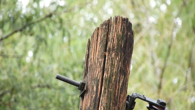 Red-billed Scythebill - ML631671947