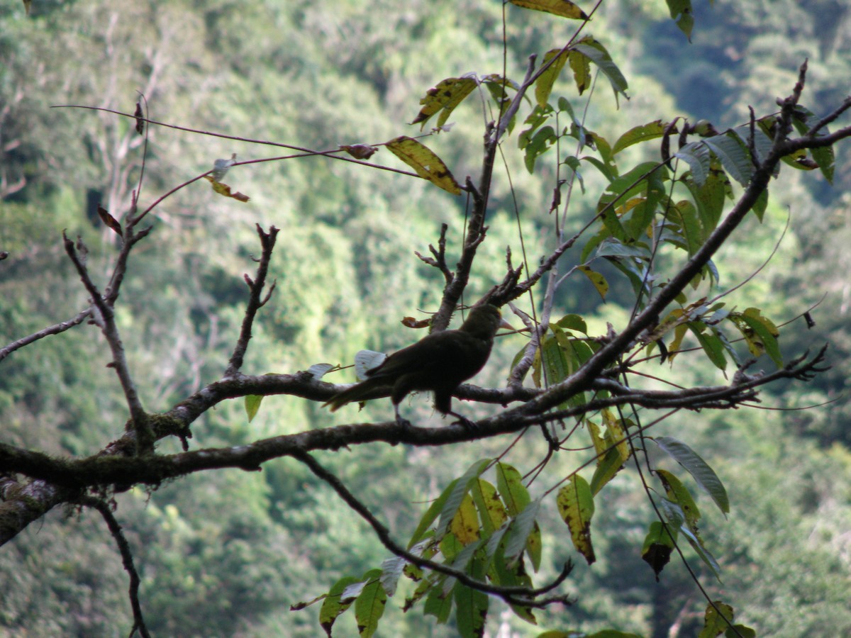Dusky-green Oropendola - ML631671975