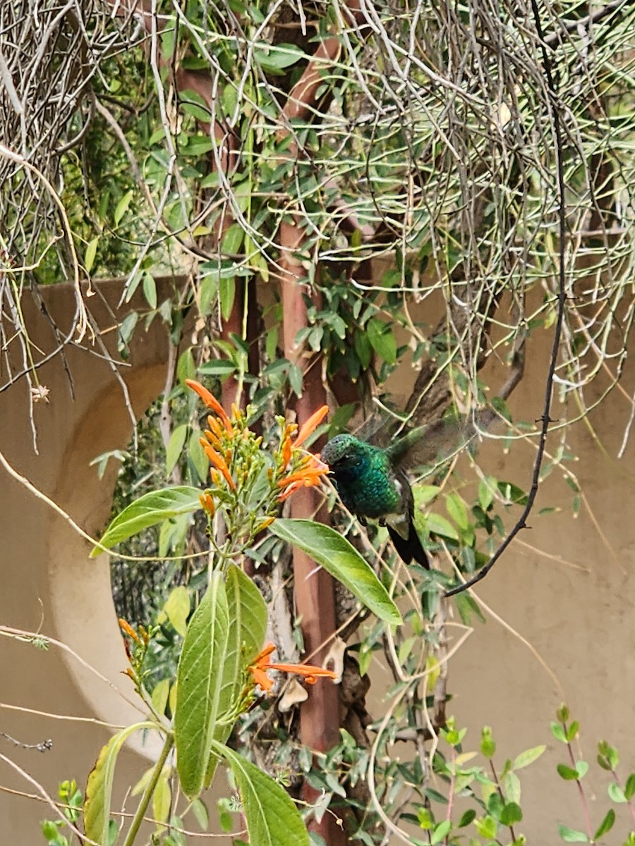 Broad-billed Hummingbird - ML631672135