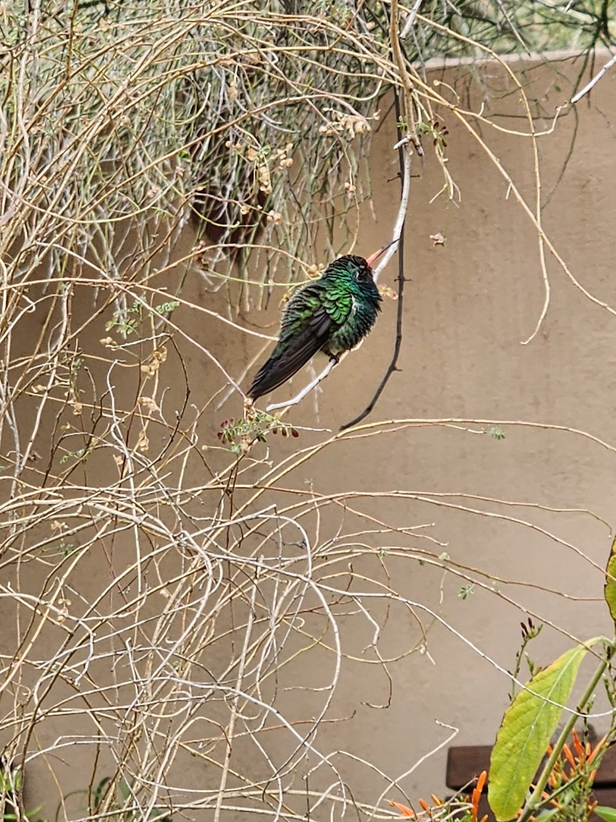 Broad-billed Hummingbird - ML631672176