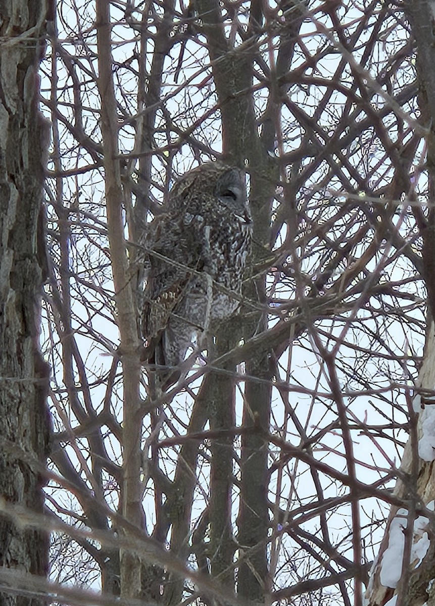 Great Gray Owl - ML631672224