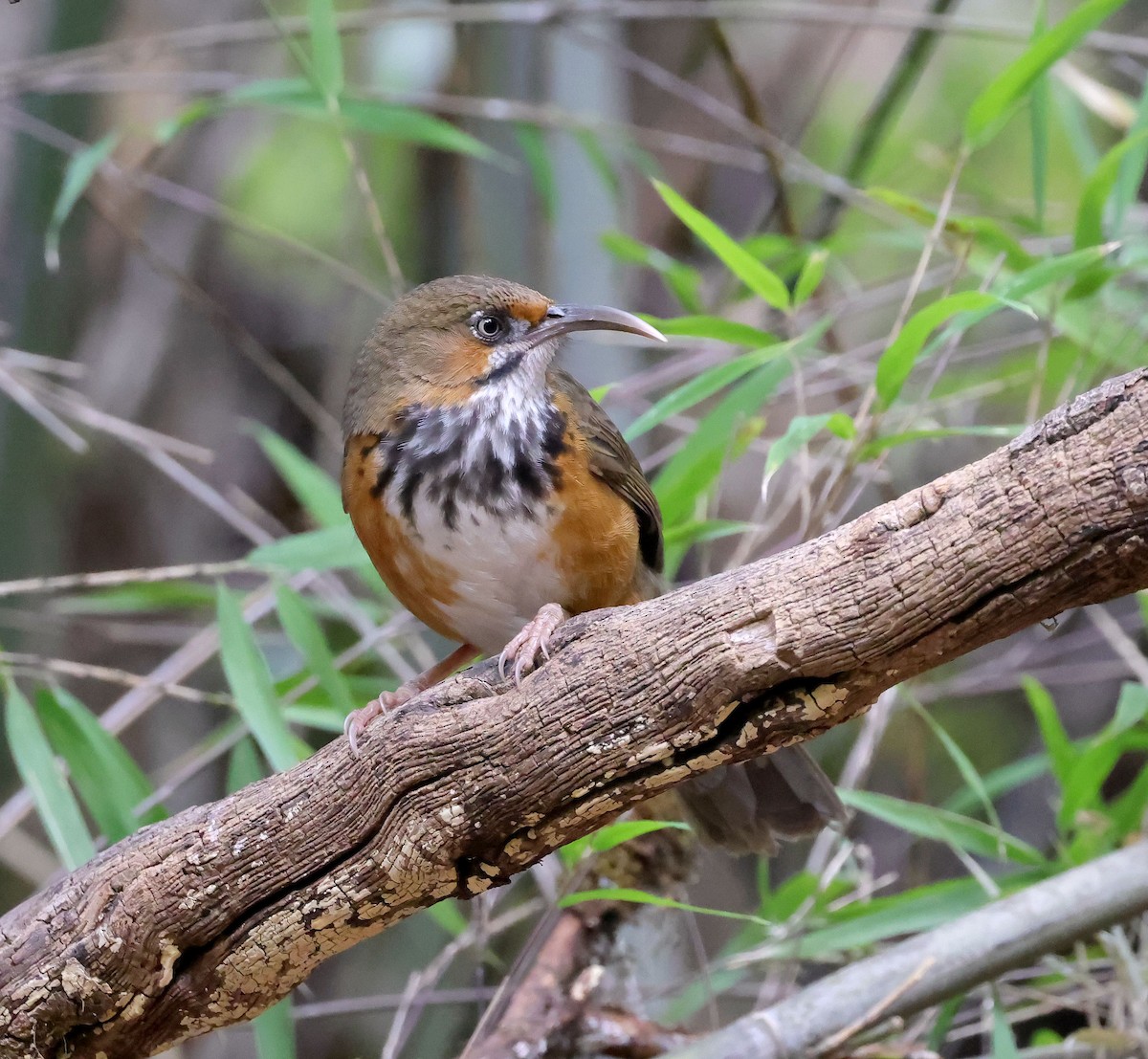 Black-streaked Scimitar-Babbler - ML631672314