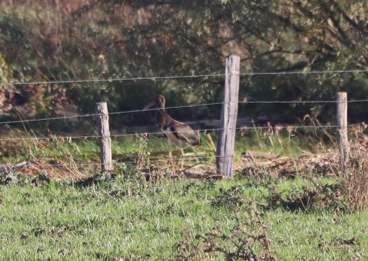 Black Stork - ML631672315