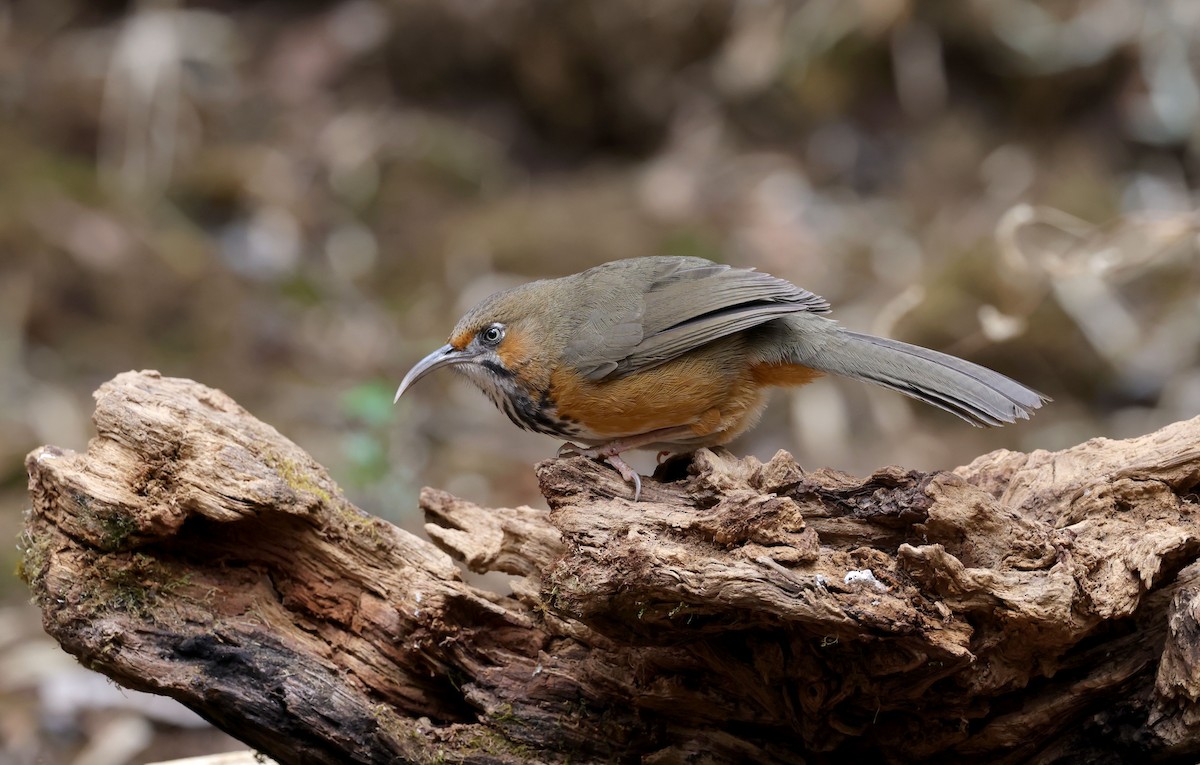 Black-streaked Scimitar-Babbler - ML631672320