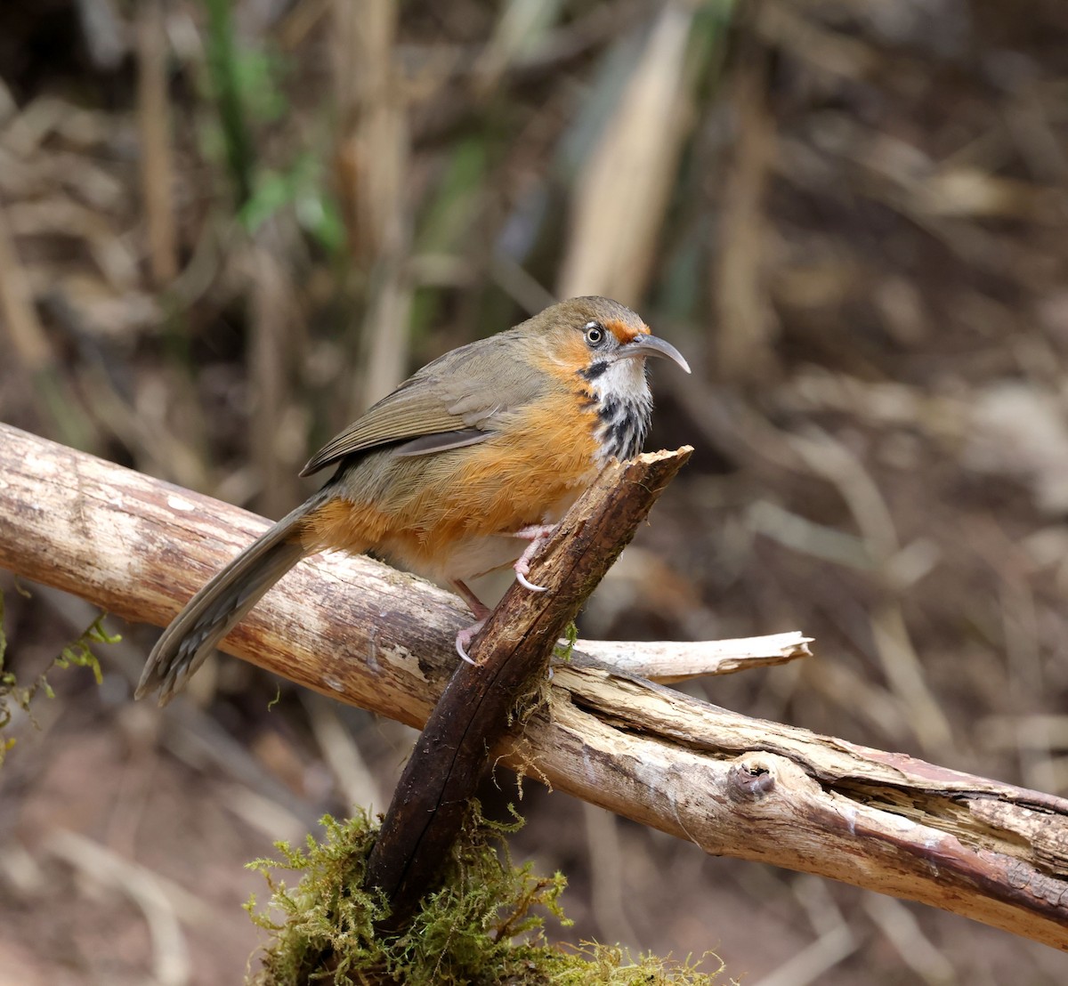 Black-streaked Scimitar-Babbler - ML631672330