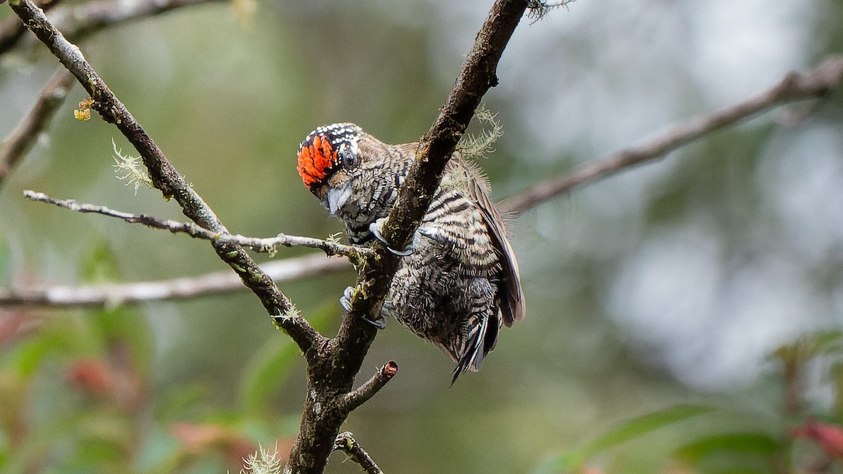 White-barred Piculet - ML631672362