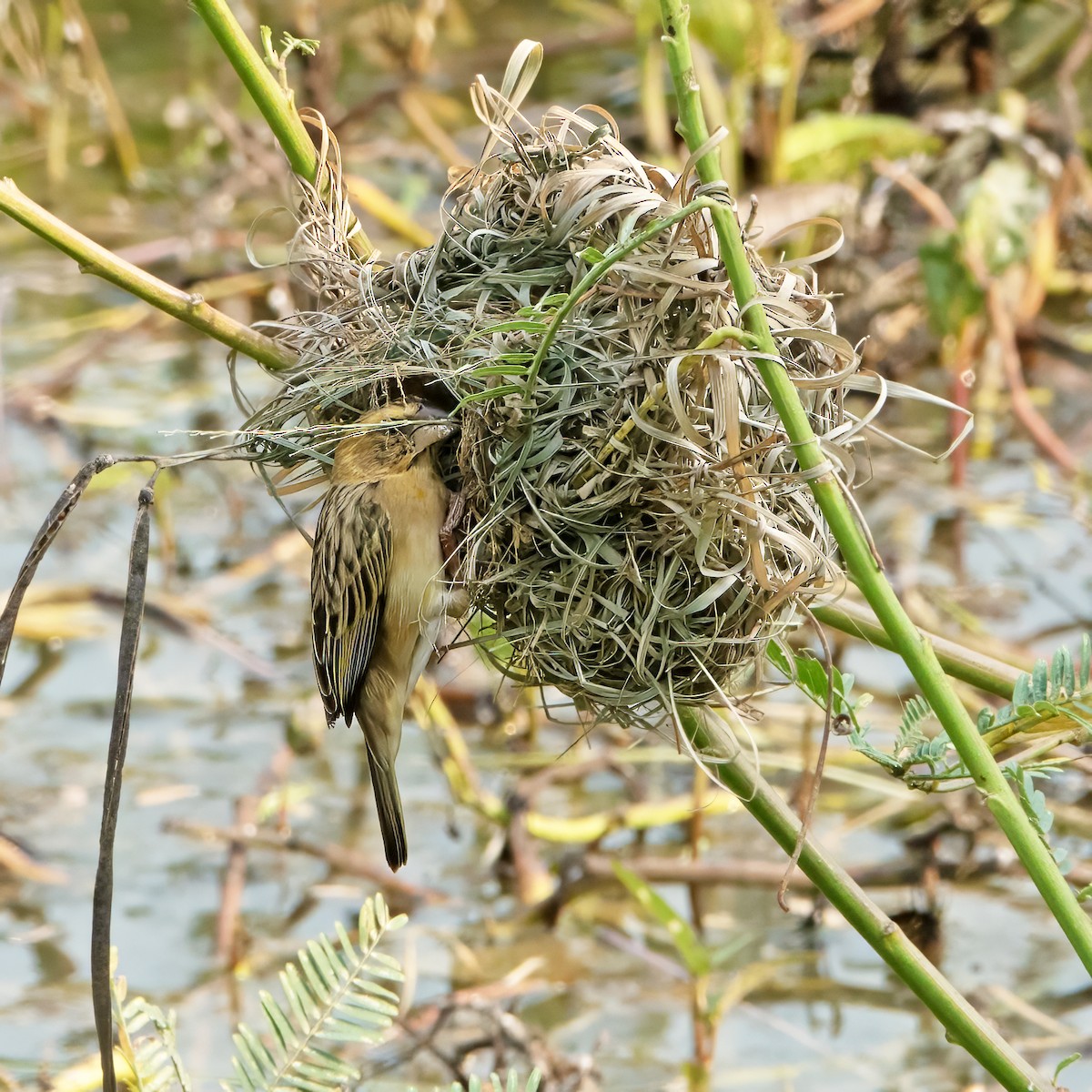 Asian Golden Weaver - ML631672366