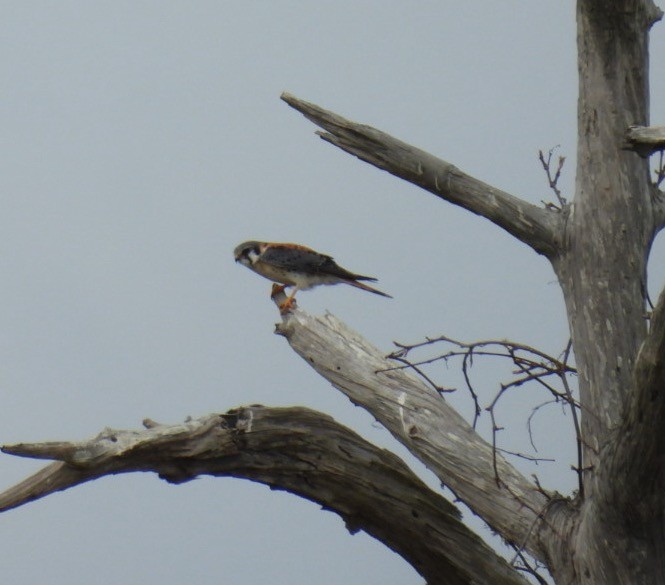 American Kestrel - ML631672521