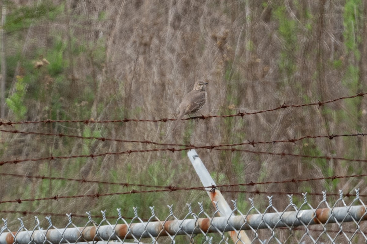 Sage Thrasher - ML631672851