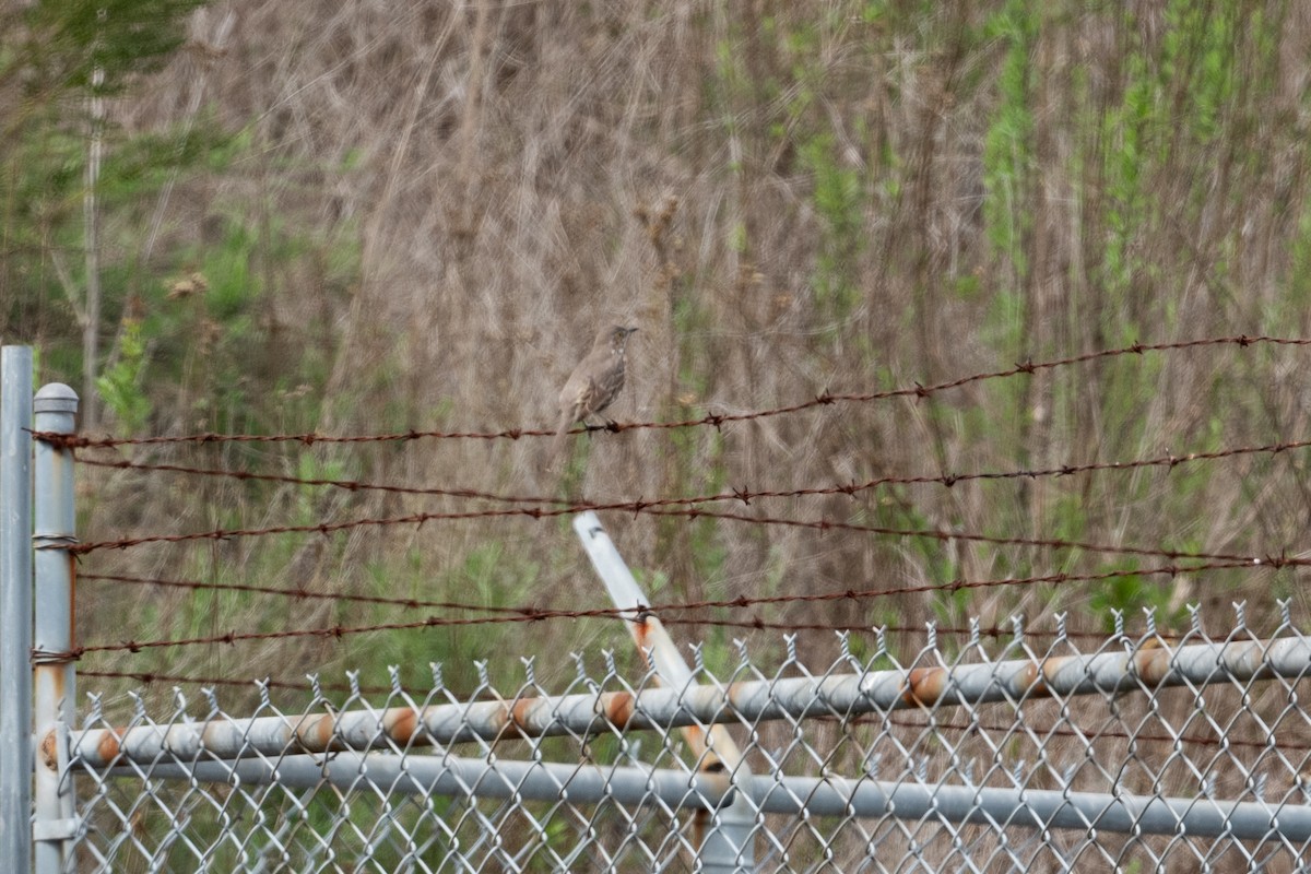 Sage Thrasher - ML631672852