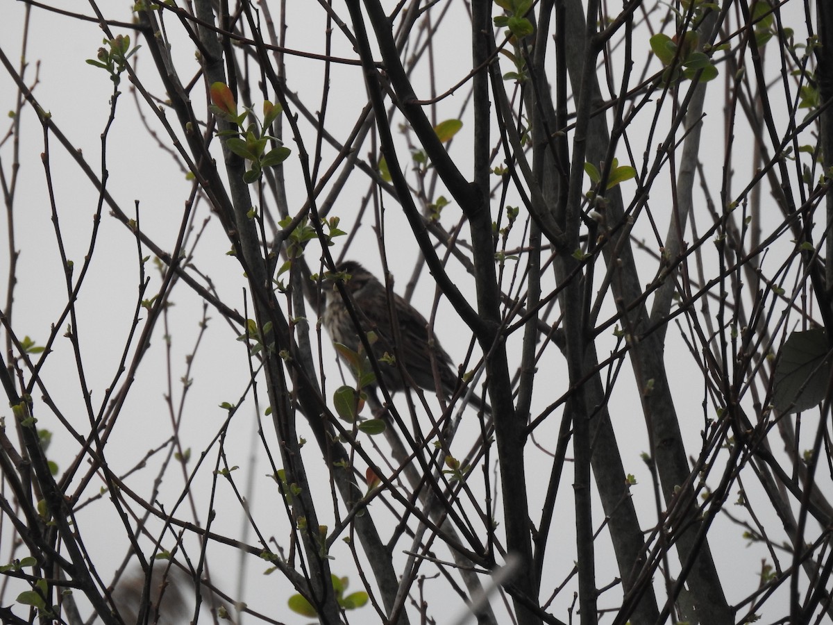 Little Bunting - ML631672993