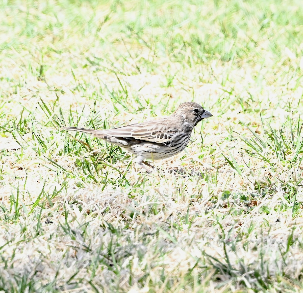 Lark Bunting - ML631673083