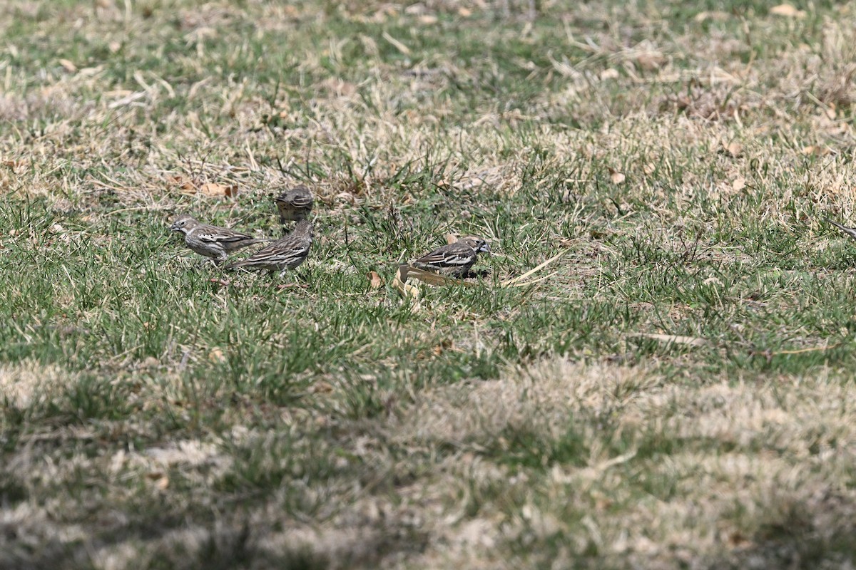 Lark Bunting - ML631673085